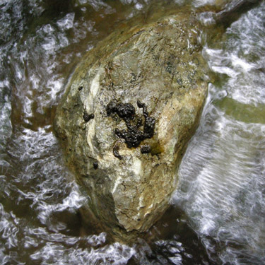 Crottier regroupant des fèces de Desman des Pyrénées © Bruno Le Roux