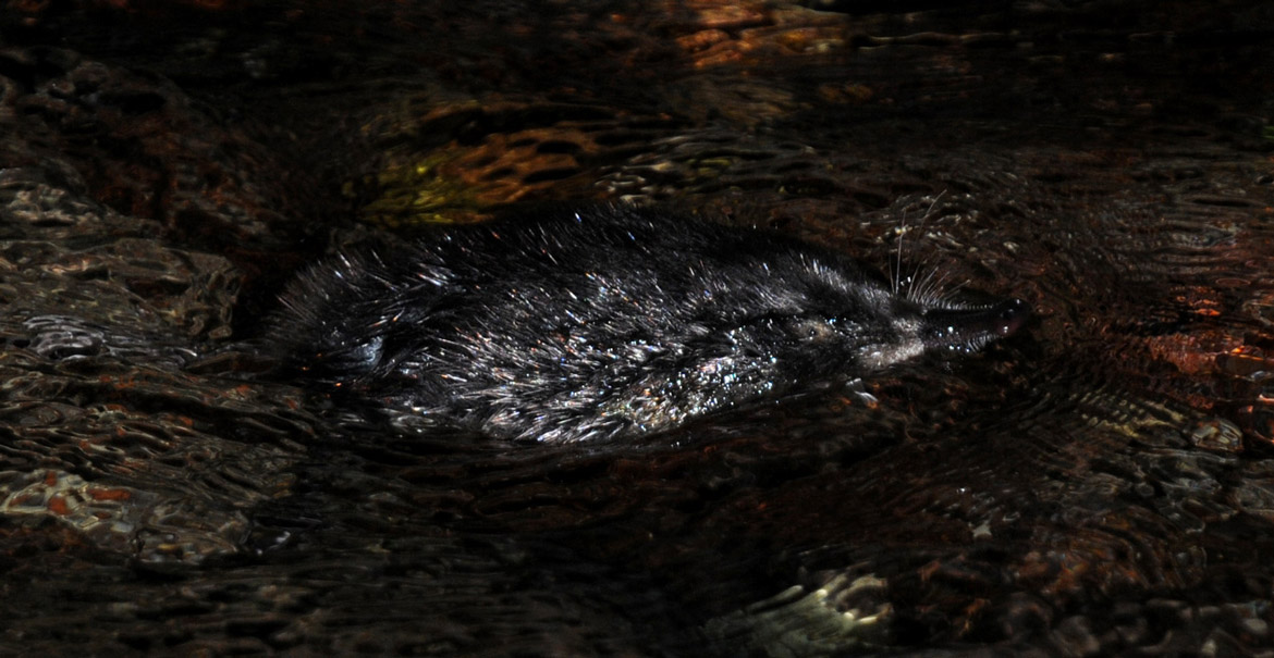 Desman des Pyrénées nageant à la surface de l’eau © Frédéric Blanc – CEN MP